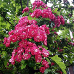 Crataegus laevigata Paul's Scarlet