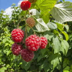 Rubus idaeus ‘Paris’ - Framboisier (remontant)
