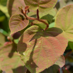 Actinidia deliciosa Tomuri