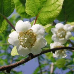 Actinidia deliciosa Tomuri