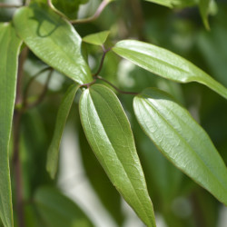 Clematis armandii
