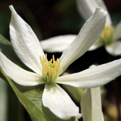 Clematis armandii
