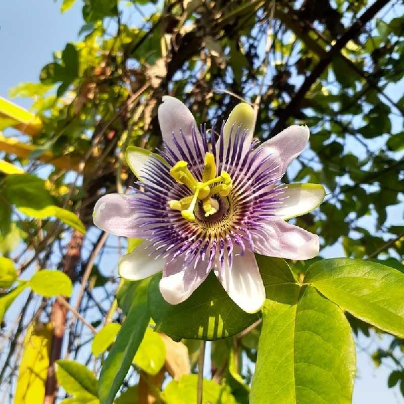 Passiflora caerulea