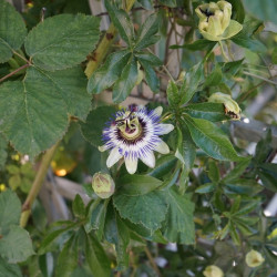 Passiflora caerulea