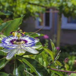Passiflora caerulea