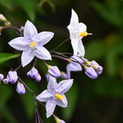 Solanum jasminoides ‘Bleu Parme’ - Morelle faux-jasmin