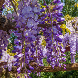 Wisteria sinensis - Glycine de Chine