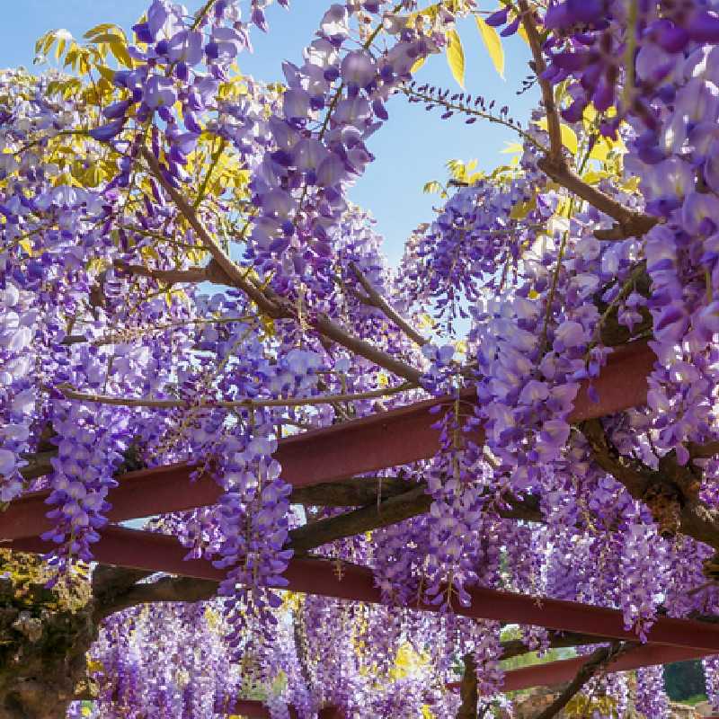 Wisteria sinensis - Glycine de Chine