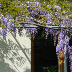 Wisteria sinensis - Glycine de Chine
