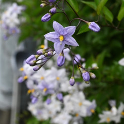 Solanum jasminoides 'Bleu' - Morelle faux-jasmin