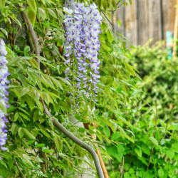Glycine du Japon