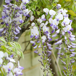 Glycine du Japon