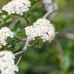 Aronia prunifolia Nero