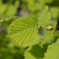 Corylus avellana ‘Merveille de Bollwiller
