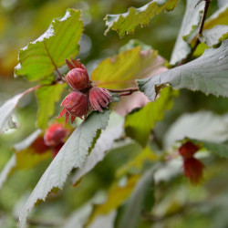 Corylus avellana ‘Merveille de Bollwiller