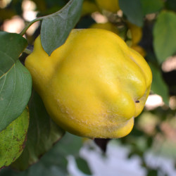 Cydonia oblonga ‘Géant de Vranja’