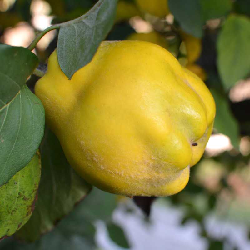 Cydonia oblonga ‘Géant de Vranja’