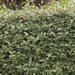 Elaeagnus ebbingei Compacta