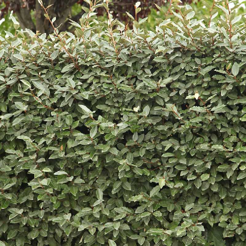 Elaeagnus ebbingei Compacta