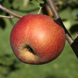 Malus domestica ‘Boskoop Rouge’
