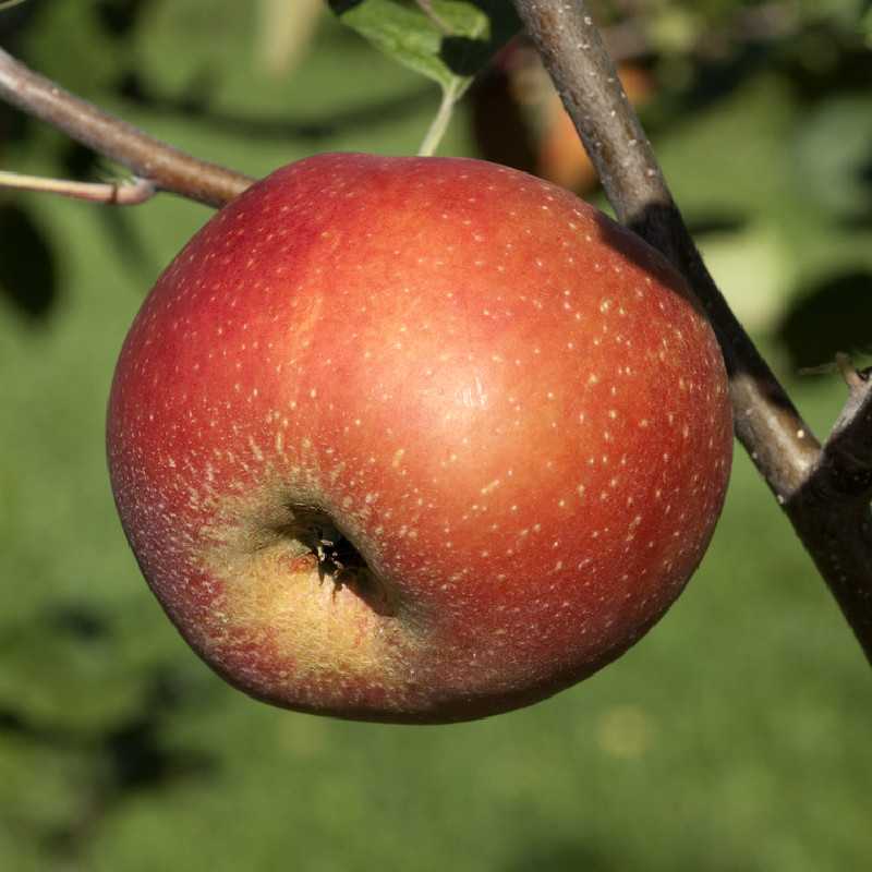 Malus domestica 'Boskoop Rouge' - Pommier