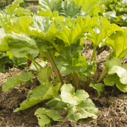 Rheum rhabarbarum