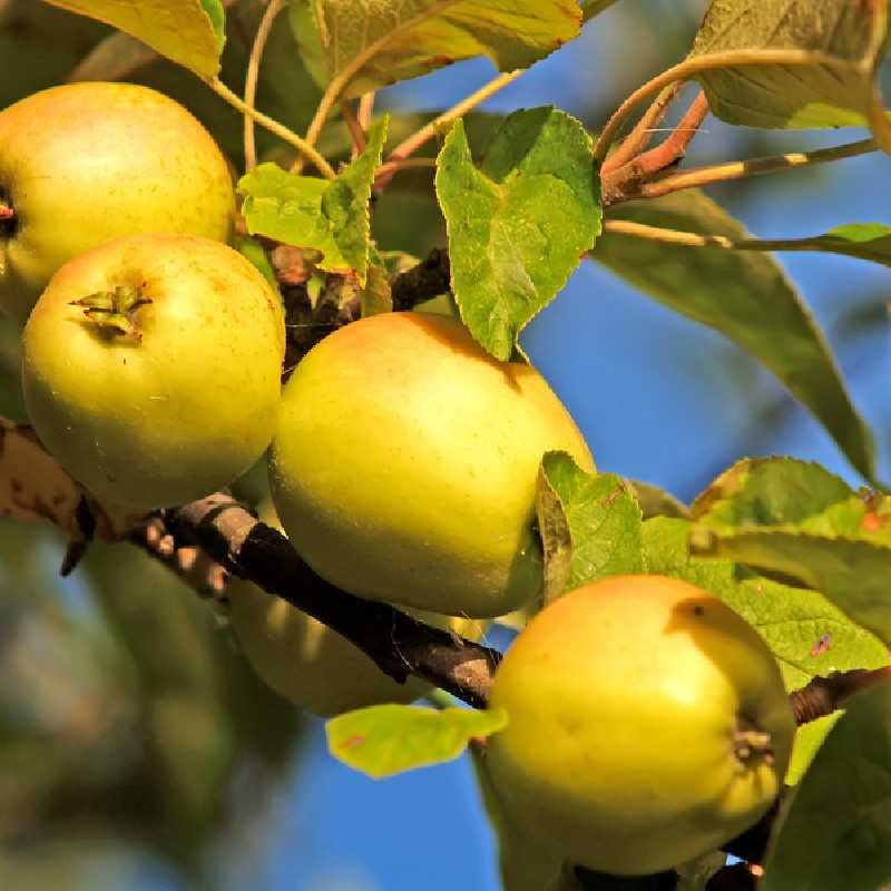 Malus domestica 'Golden Delicious' - Pommier
