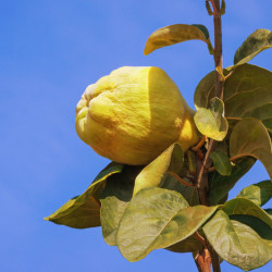 Cydonia oblonga 'Champion' - Cognassier