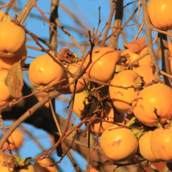 Diospyros 'Vaniglia' - Kaki