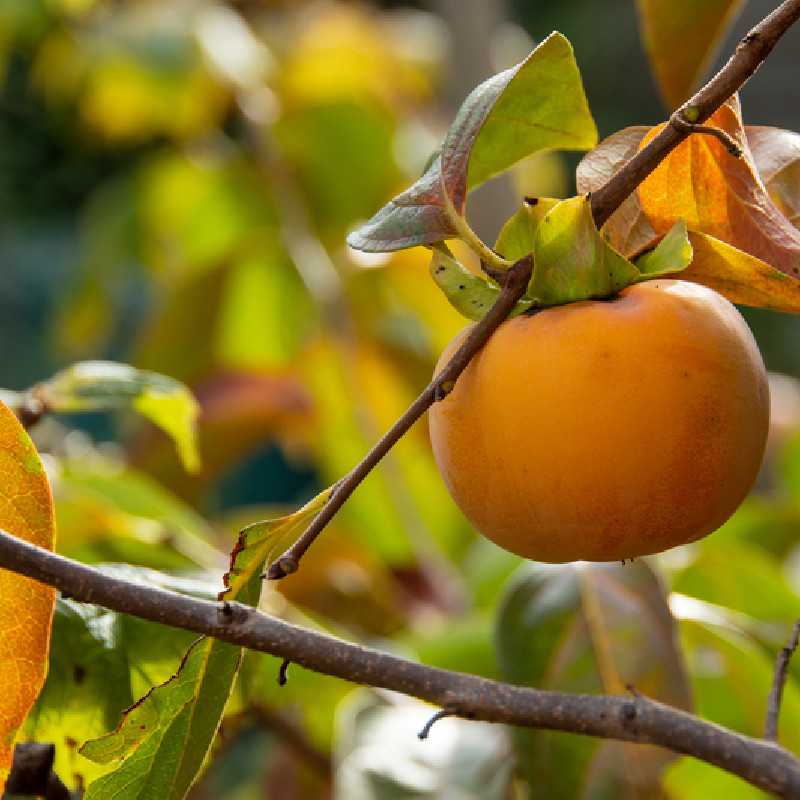 Diospyros 'Vaniglia' - Kaki