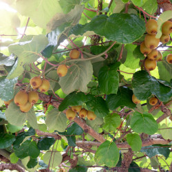 Actinidia deliciosa ‘Goldy‘