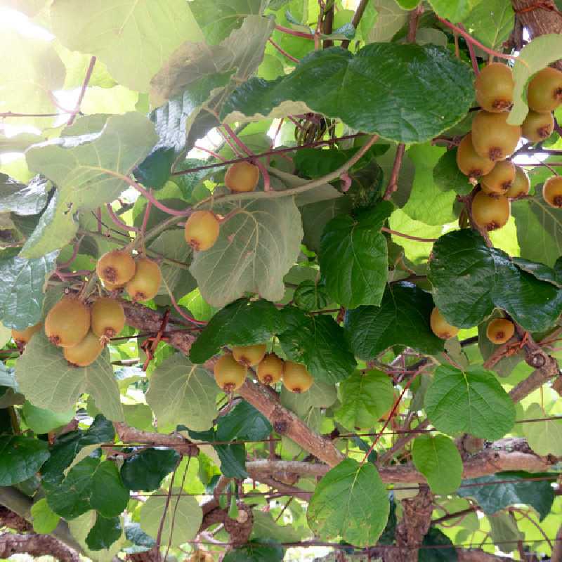 Actinidia deliciosa ‘Goldy‘