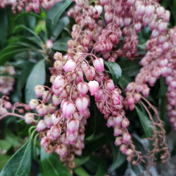 Pieris japonica ‘Valley Valentine’