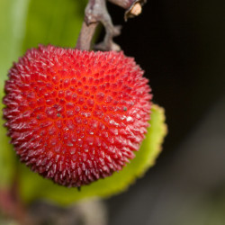 Arbutus unedo Quercifolia