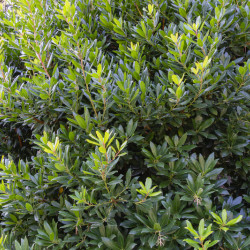 Arbutus unedo Quercifolia