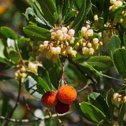 Arbutus unedo Quercifolia