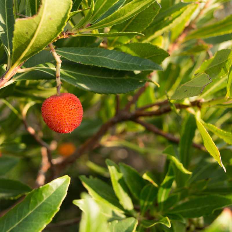 Arbutus unedo Quercifolia