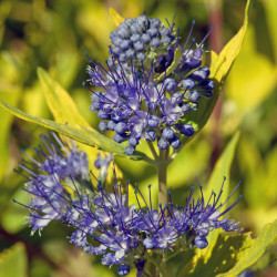 Caryopteris × clandonensis ‘Worcester Gold’