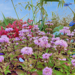 Caryopteris ‘Pavilion Pink‘ ® - Spirée bleue