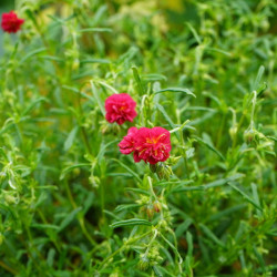 Helianthemum 'Cerise Queen - Hélianthème double rouge