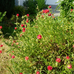 Helianthemum 'Cerise Queen - Hélianthème double rouge