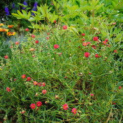 Helianthemum 'Cerise Queen - Hélianthème double rouge