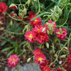 Helianthemum 'Cerise Queen - Hélianthème double rouge