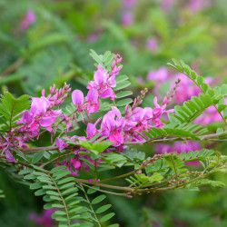 Indigofera himalayensis ‘Silk Road‘