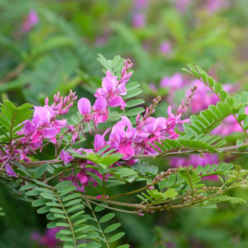 Indigofera himalayensis ‘Silk Road‘