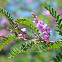 Indigofera himalayensis ‘Silk Road‘