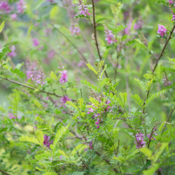 Indigofera himalayensis ‘Silk Road‘