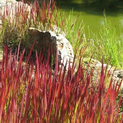 Imperata cylindrica ‘Red Baron’