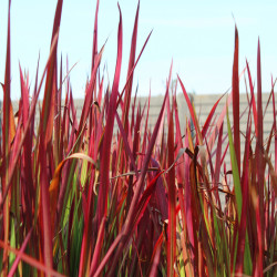 Imperata cylindrica ‘Red Baron’