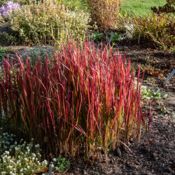Imperata cylindrica ‘Red Baron’